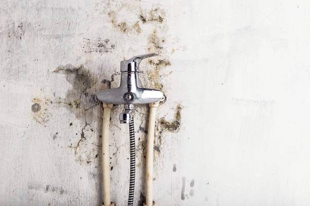 Best Fast Mold Removal  in Sacaton, AZ