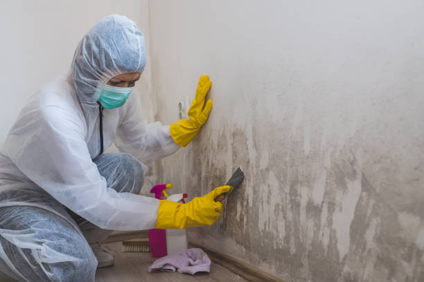 Mold Removal and Inspection in Sacaton, AZ