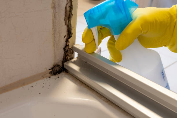 Mold Removal Process in Sacaton, AZ