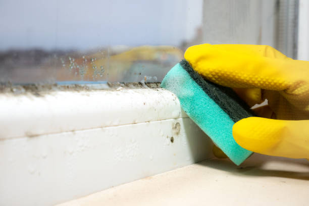 Best Office Mold Removal Services  in Sacaton, AZ