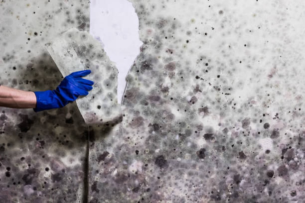 Best Crawl Space Mold Removal  in Sacaton, AZ