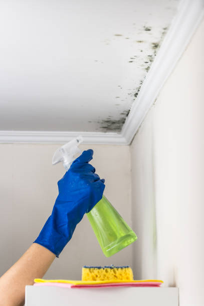 Best Attic Mold Removal  in Sacaton, AZ