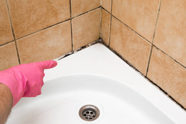 Best Professional Mold Removal  in Sacaton, AZ