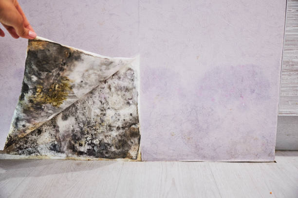 Professional Mold Removal in Sacaton, AZ